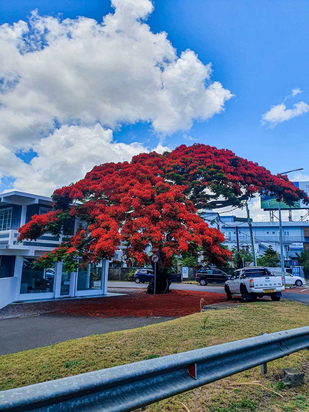 Flame Tree.jpg