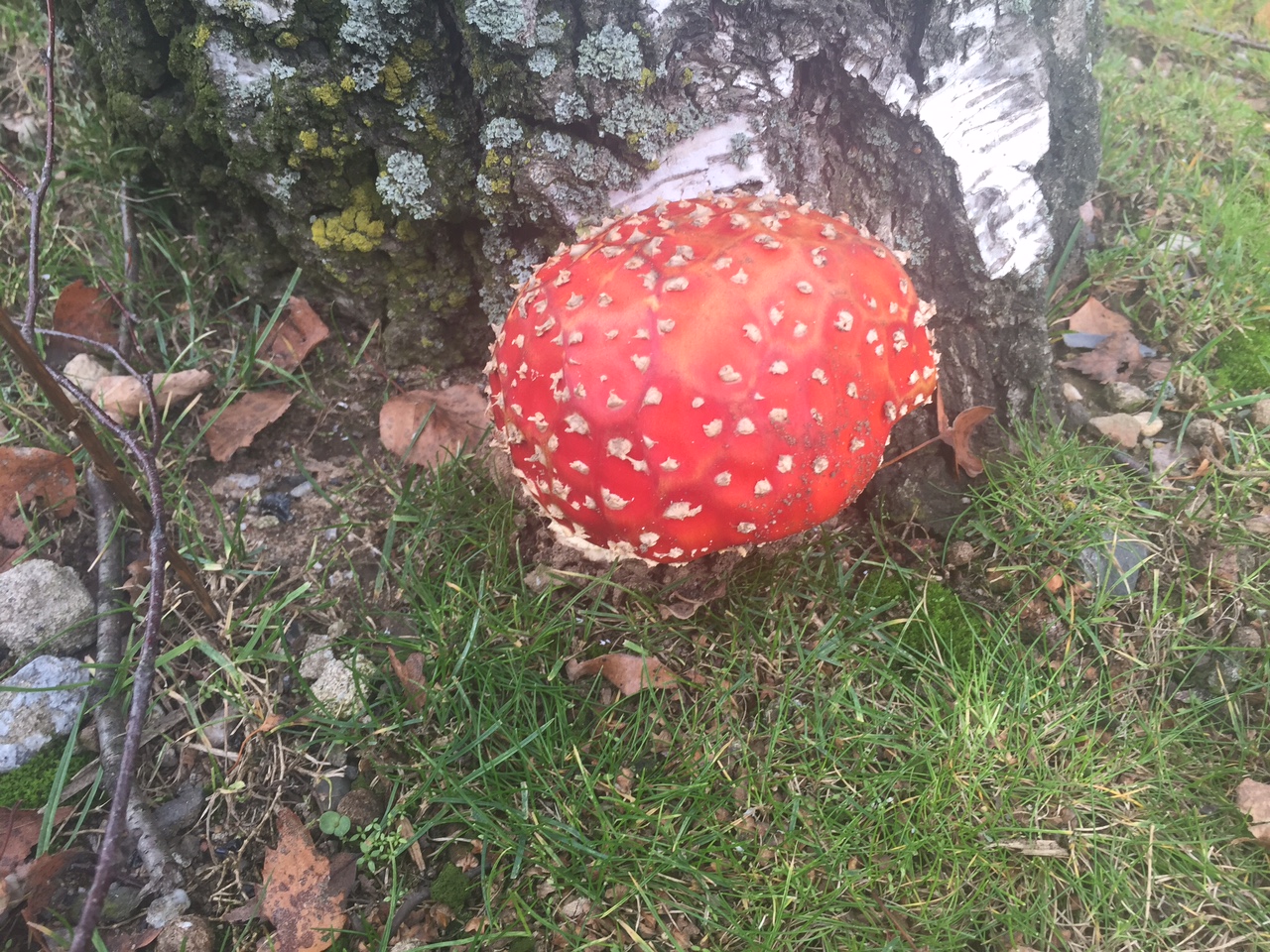 Fliegenpilz.JPG