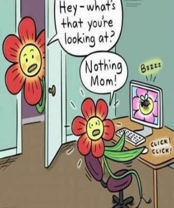 flowers.jpg