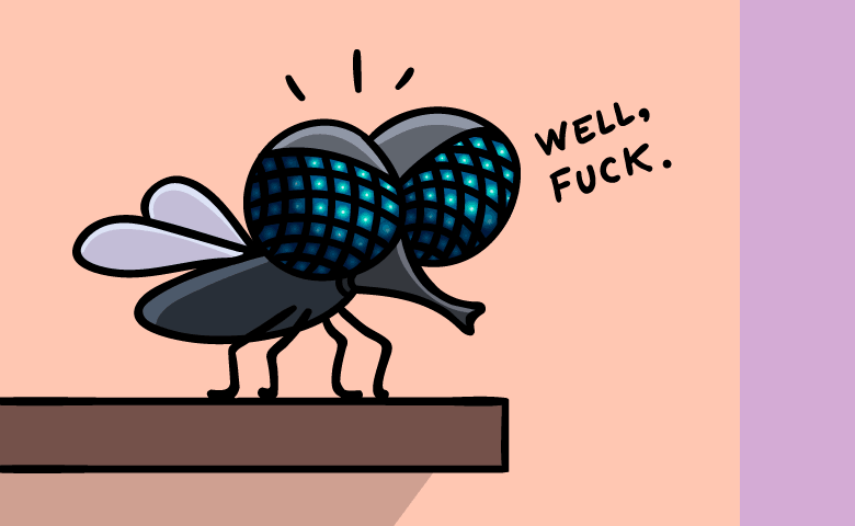 fly5wp-1.png