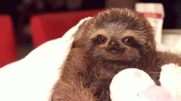 follow.gif
