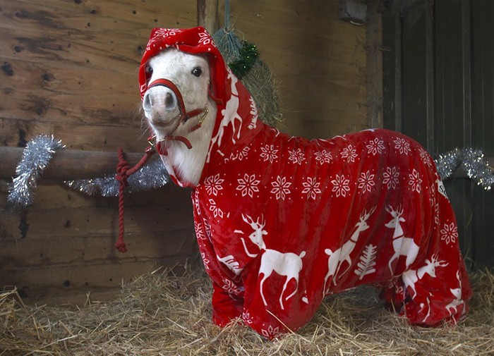 foursie-onesie-shetland-pony-daffy-31.jpg