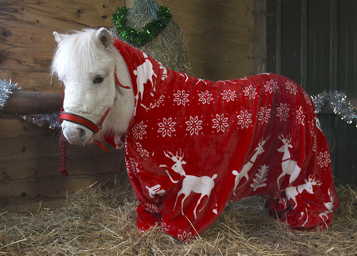 foursie-onesie-shetland-pony-daffy-41.jpg