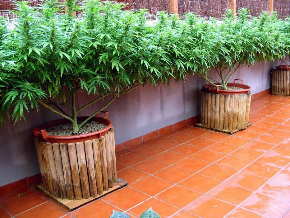 ftips-make-balcony-terrace-cannabis-cultivatio_blog_full.jpg