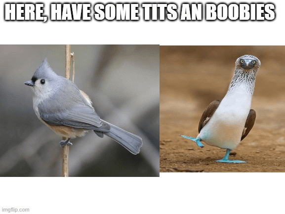 ftpjyswe9wk71.png