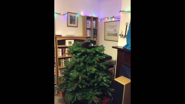 Fuck_Christmas_Diese_15_Haustiere_wissen__wie_man_Weihnachten_sabotiert_15.jpg