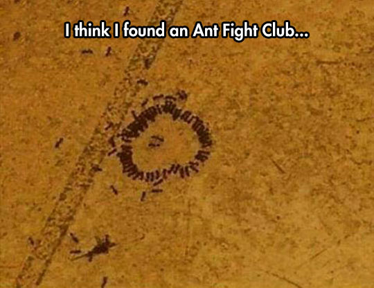 funny-ant-fight-club-circle.jpg