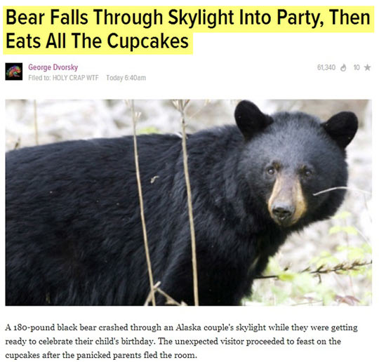 funny-bear-news-eat-cupcakes.jpg