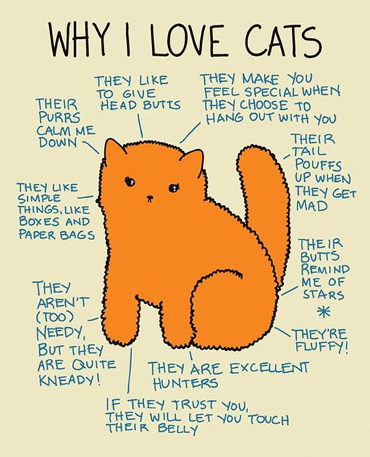 funny-car-fur-explanation-purrs.jpg