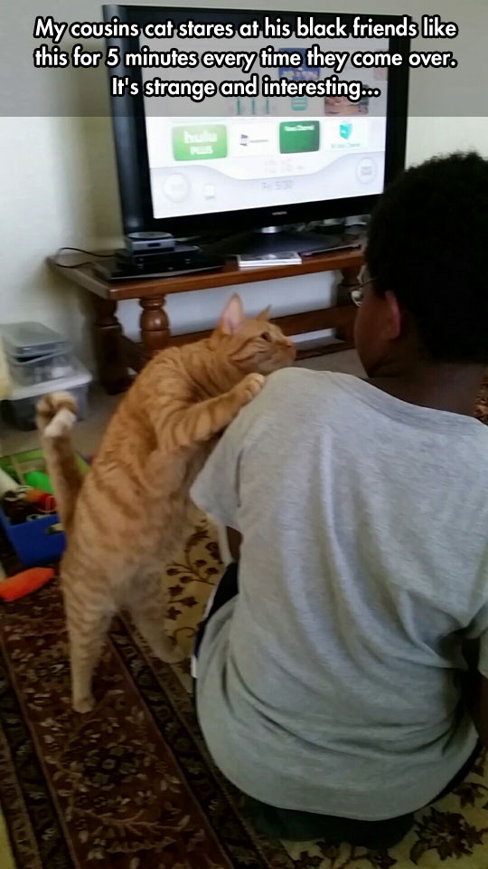 funny-cat-looking-kid-weird.jpg