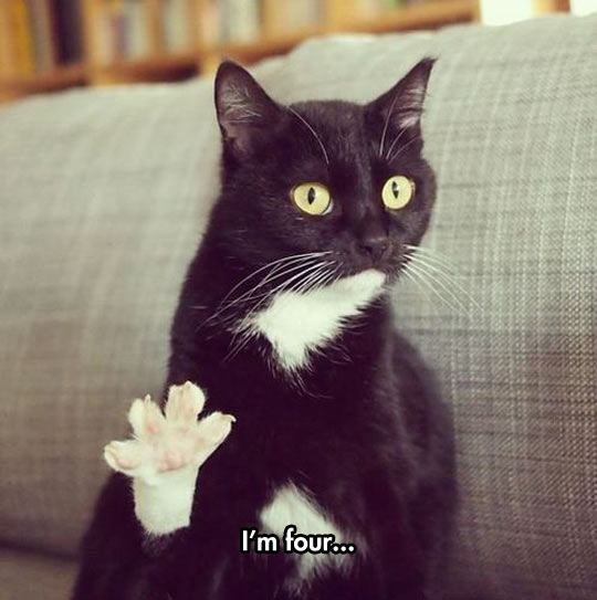funny-cat-paw-four-fingers.jpg