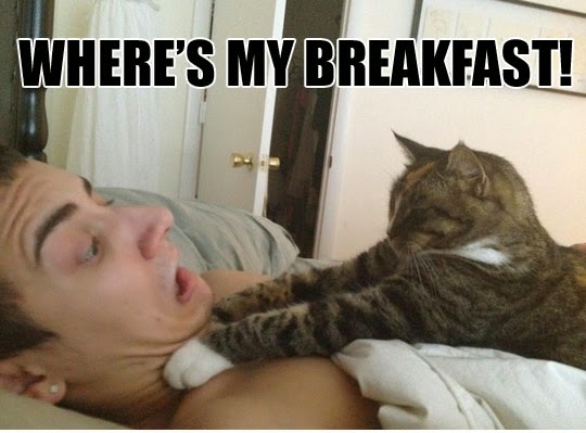 funny-cat-vs-human.jpg