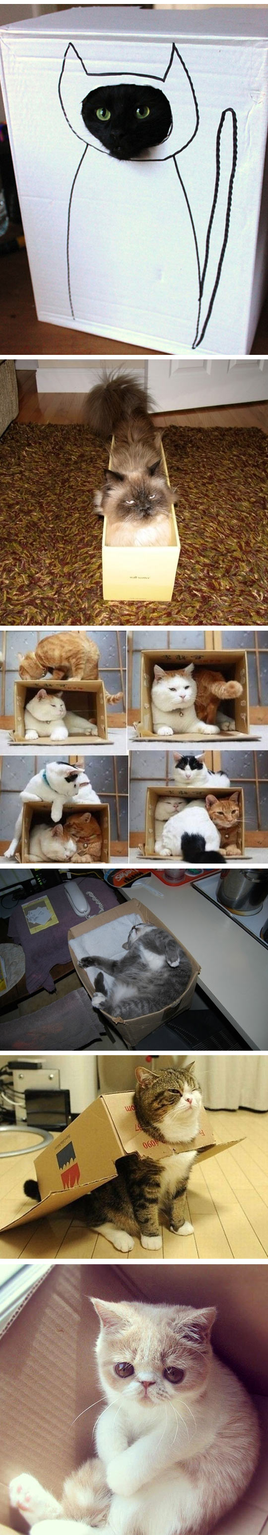 funny-cats-boxes-paw-Maru.jpg