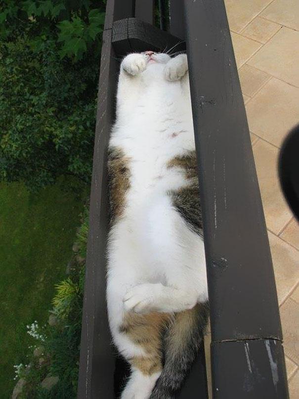 funny-cats-if-it-fits-i-sits-1.jpg