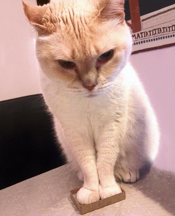 funny-cats-if-it-fits-i-sits-19.jpg