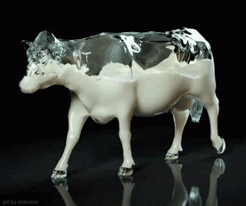 funny-gif-cow-milk-walking.gif