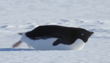 funny-gif-penguin-snow-Arctic-feet.gif
