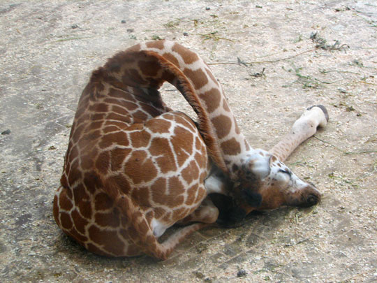 funny-giraffe-weird-sleeping-neck.jpg