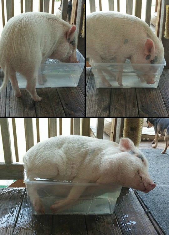 funny-pig-water-tub-fit.jpg