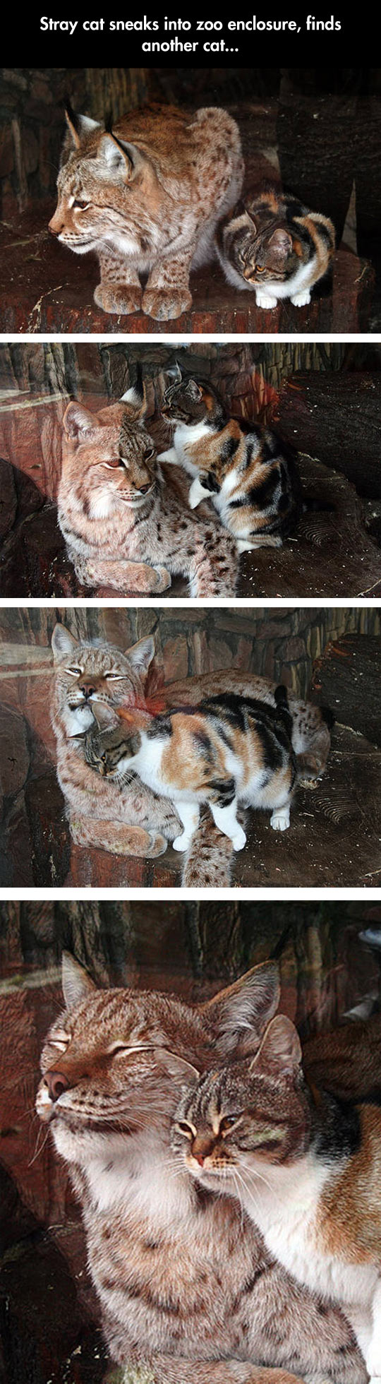 funny-stray-cat-sneaks-zoo.jpg