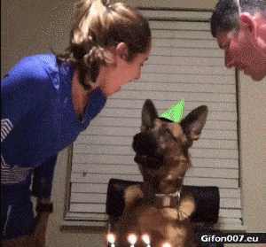 Funny-Video-Happy-Birthday-Dog-Gif.gif
