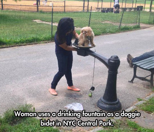 funny-woman-dog-bath-NY-Park.jpg