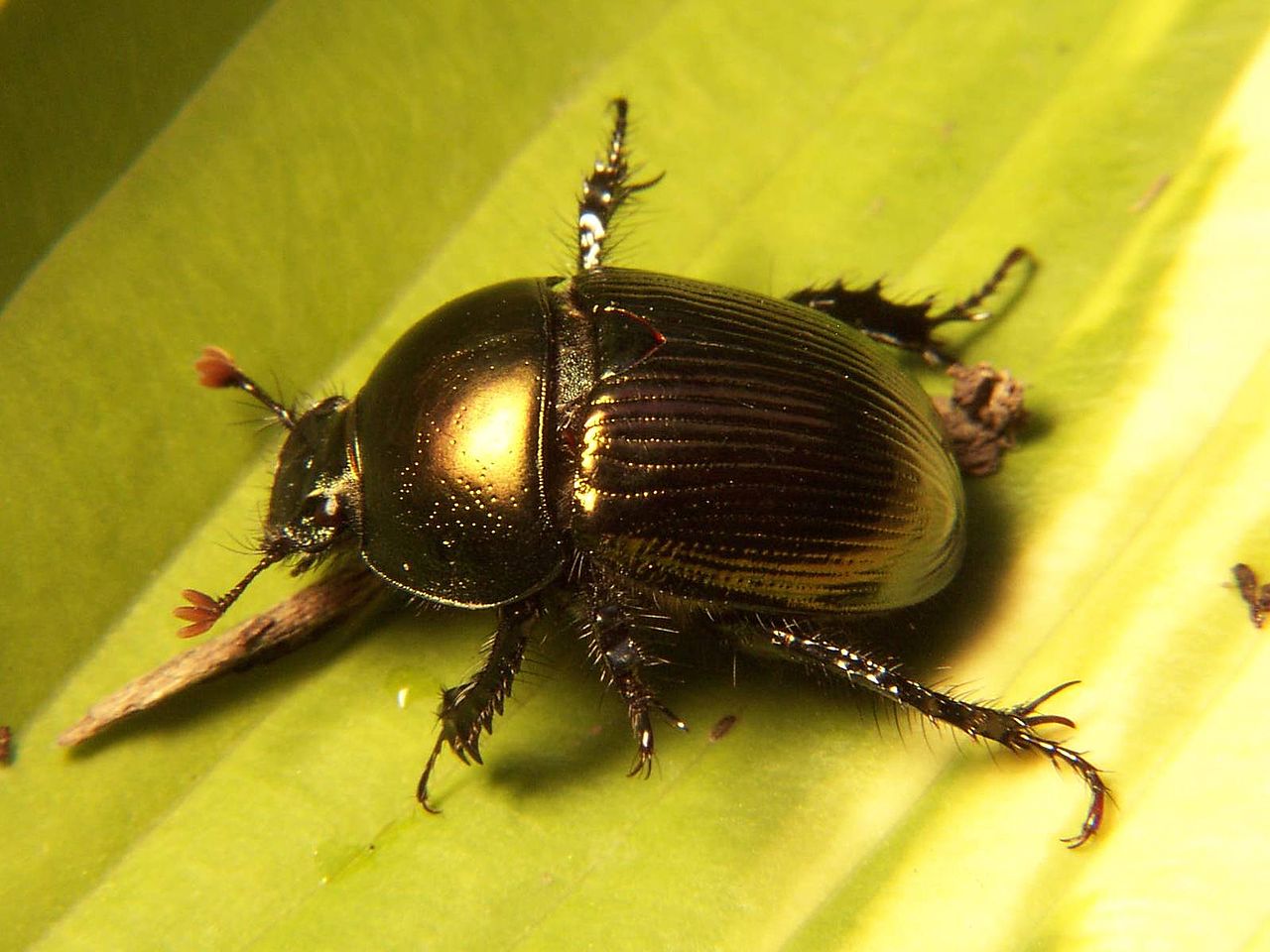 Geotrupes_egeriei.jpg
