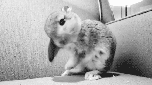giphy (13).gif