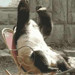 giphy (17).gif