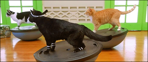 giphy (3).gif