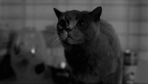 giphy-39.gif