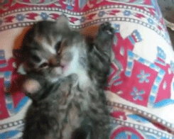 giphy-44.gif