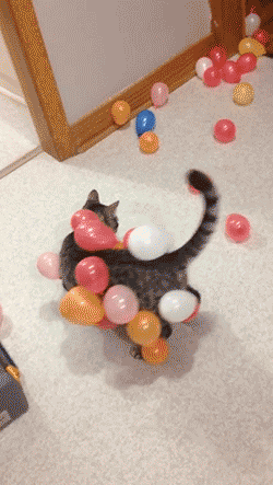 giphy.gif