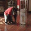 giphy.gif