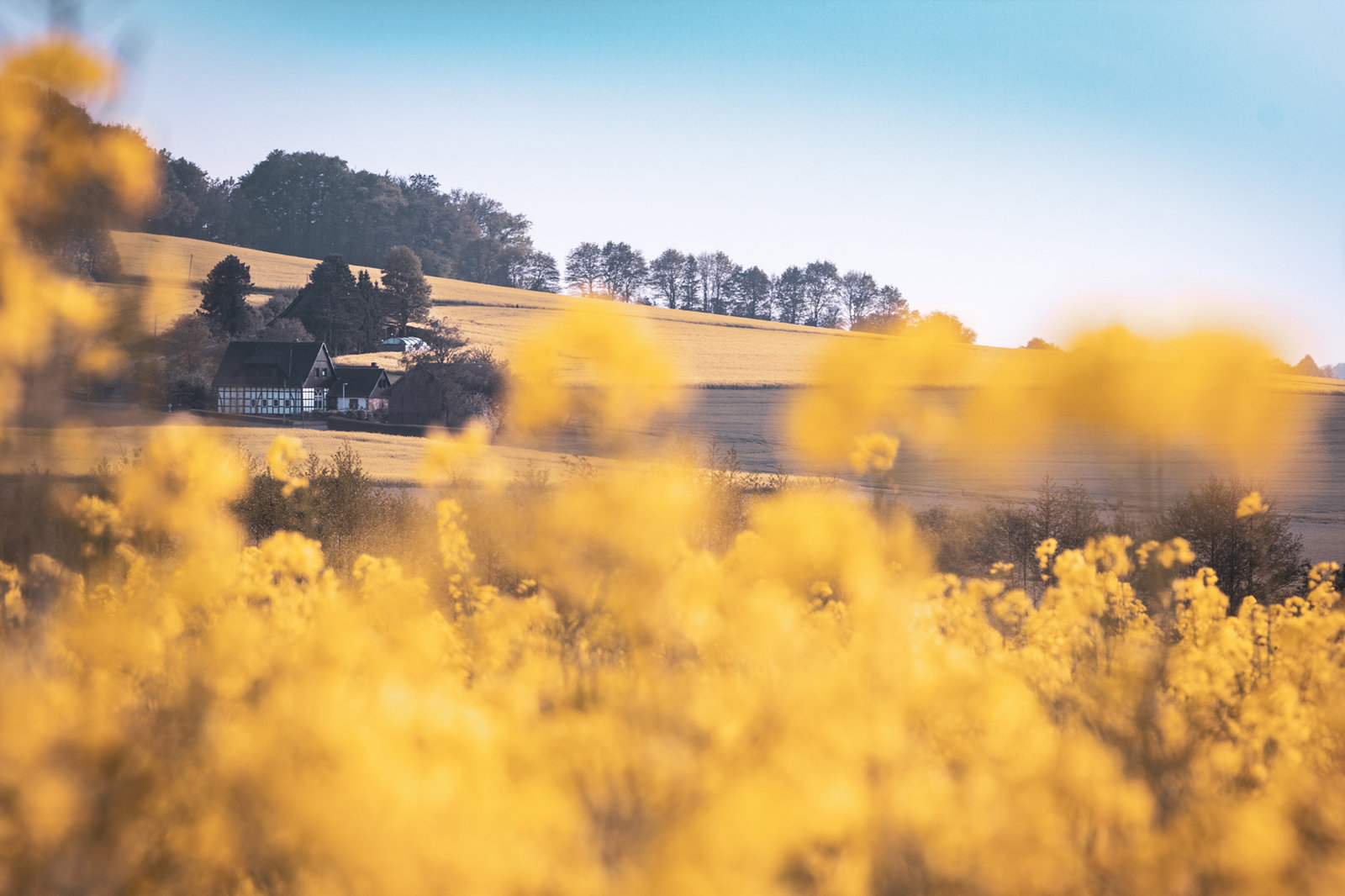 Golden Farm Wide.jpg