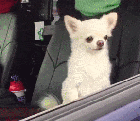 GregariousEvilCygnet-max-1mb.gif