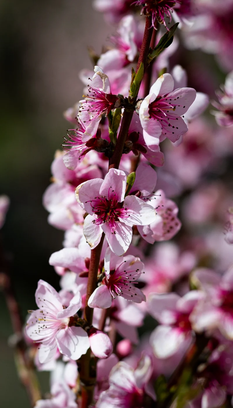 GZ7_8796.webp