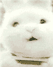 hasepopase.gif