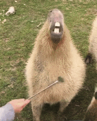hm-gifdump-287-9.gif