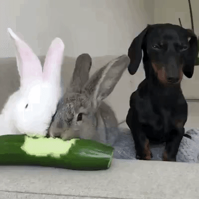 hm-gifdump-290-1.gif