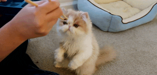 hm-gifdump-290-17.gif