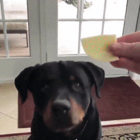 hm-gifdump-290-6.gif