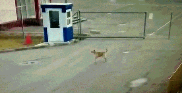 hm-gifdump-290-8.gif