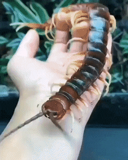 hm-gifdump-378-2-2.gif