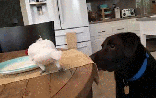 hm-gifdump-378-3.gif