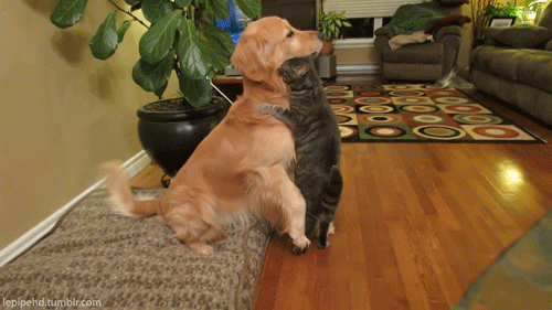 hornoxe.com_gifdump115_35.gif