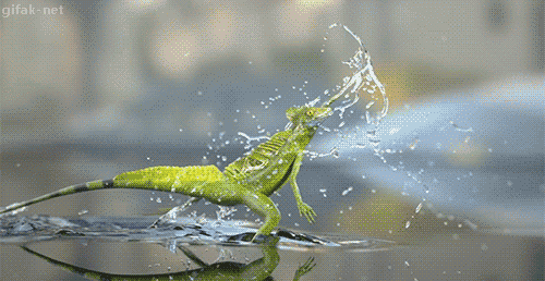 hornoxe.com_gifdump253_1.gif