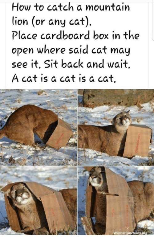 how-to-catch-a-mountain-lion-or-any-cat-place-39349051.png