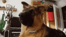 huh-dog.gif