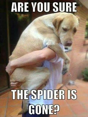 Hund.jpg